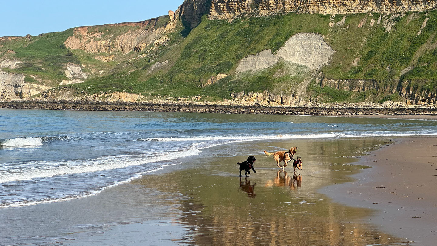Cooper, Mowgli and Wilf (my dogs) on Cayton beach